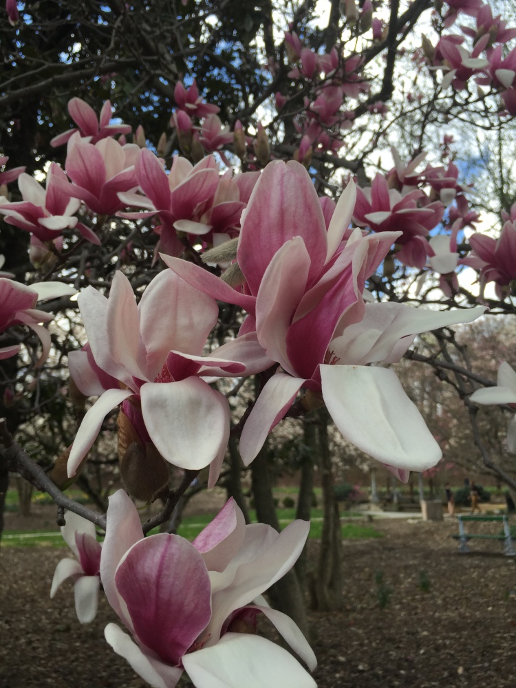 wild-magnolia